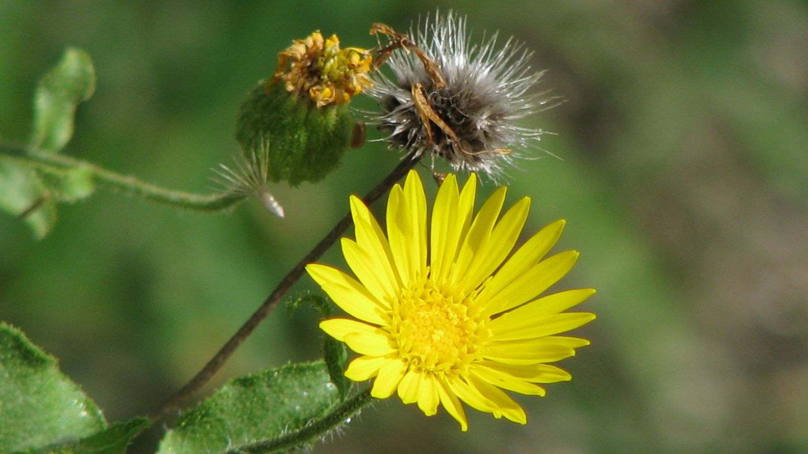 Xanthisma-sp