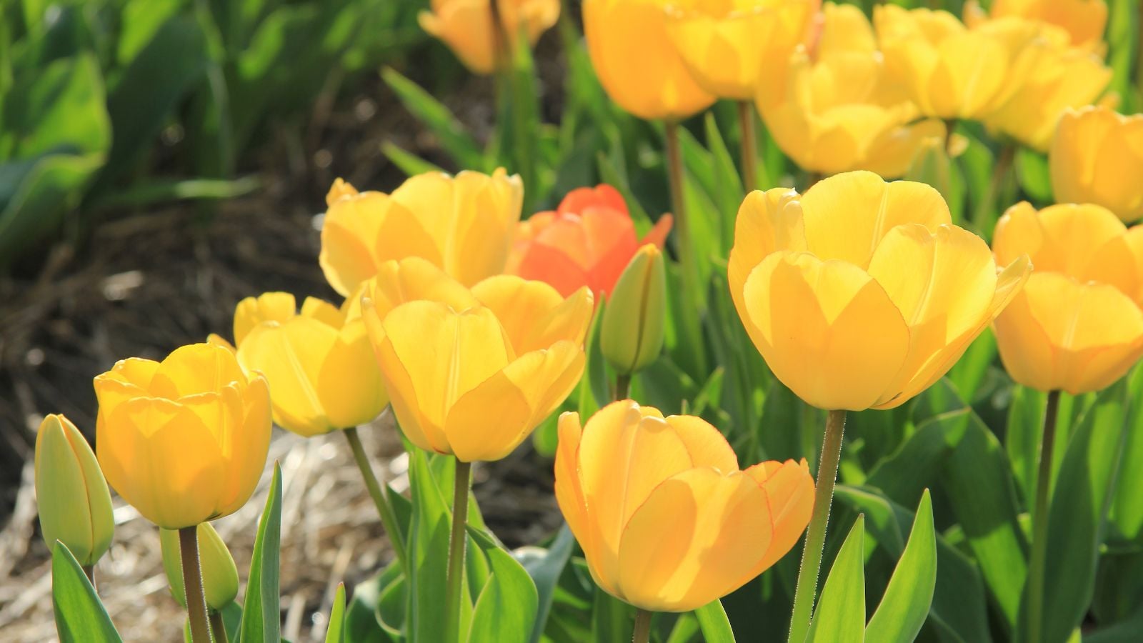yellow and orange tulips.