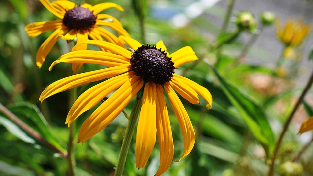 Yellow coneflower in flower garden - flower background
