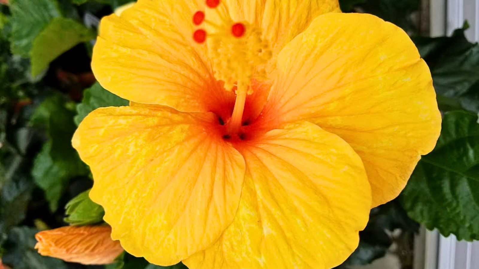 yellow hibiscus flower and bud.