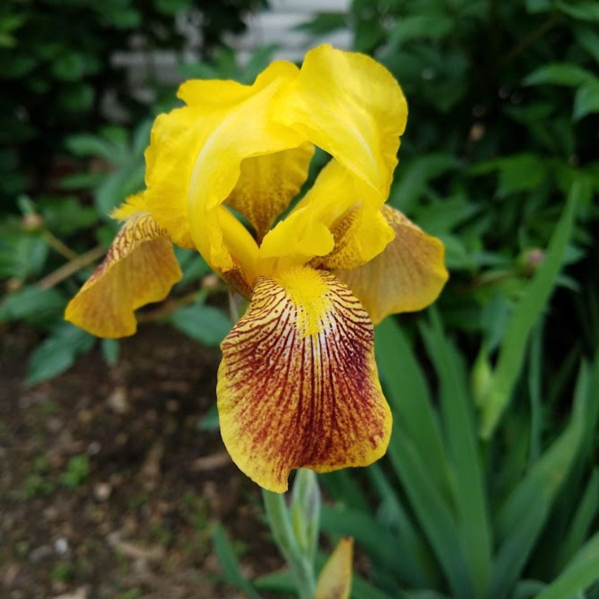 Yellow iris flower.