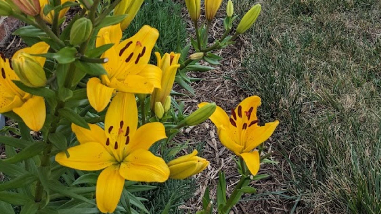 yellow lilies