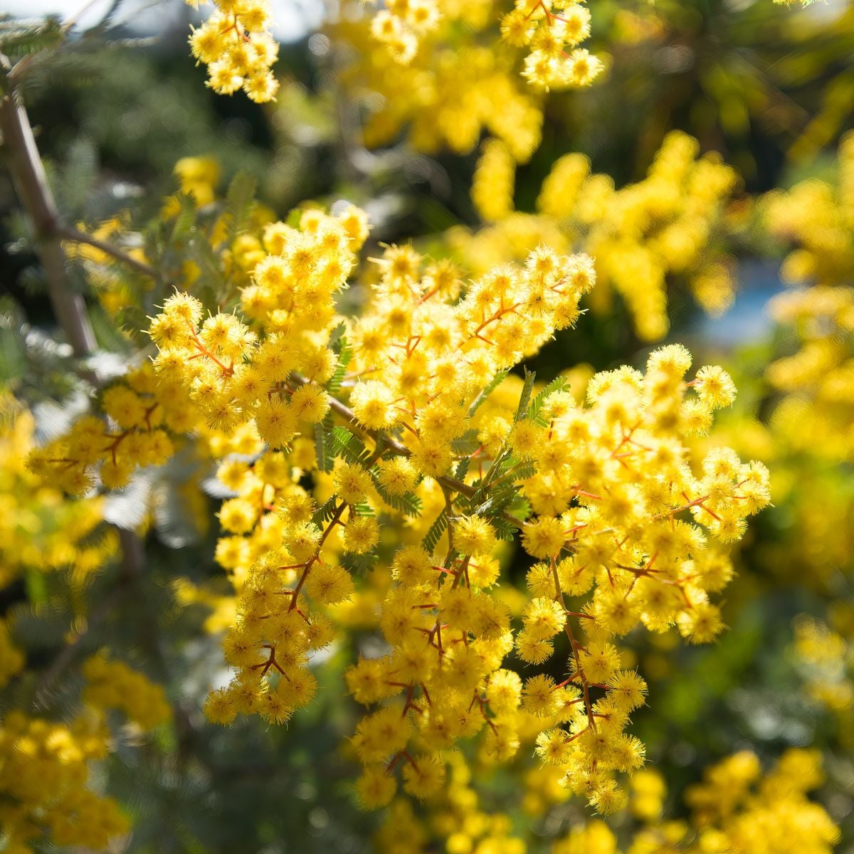 yellow mimosa flowers.