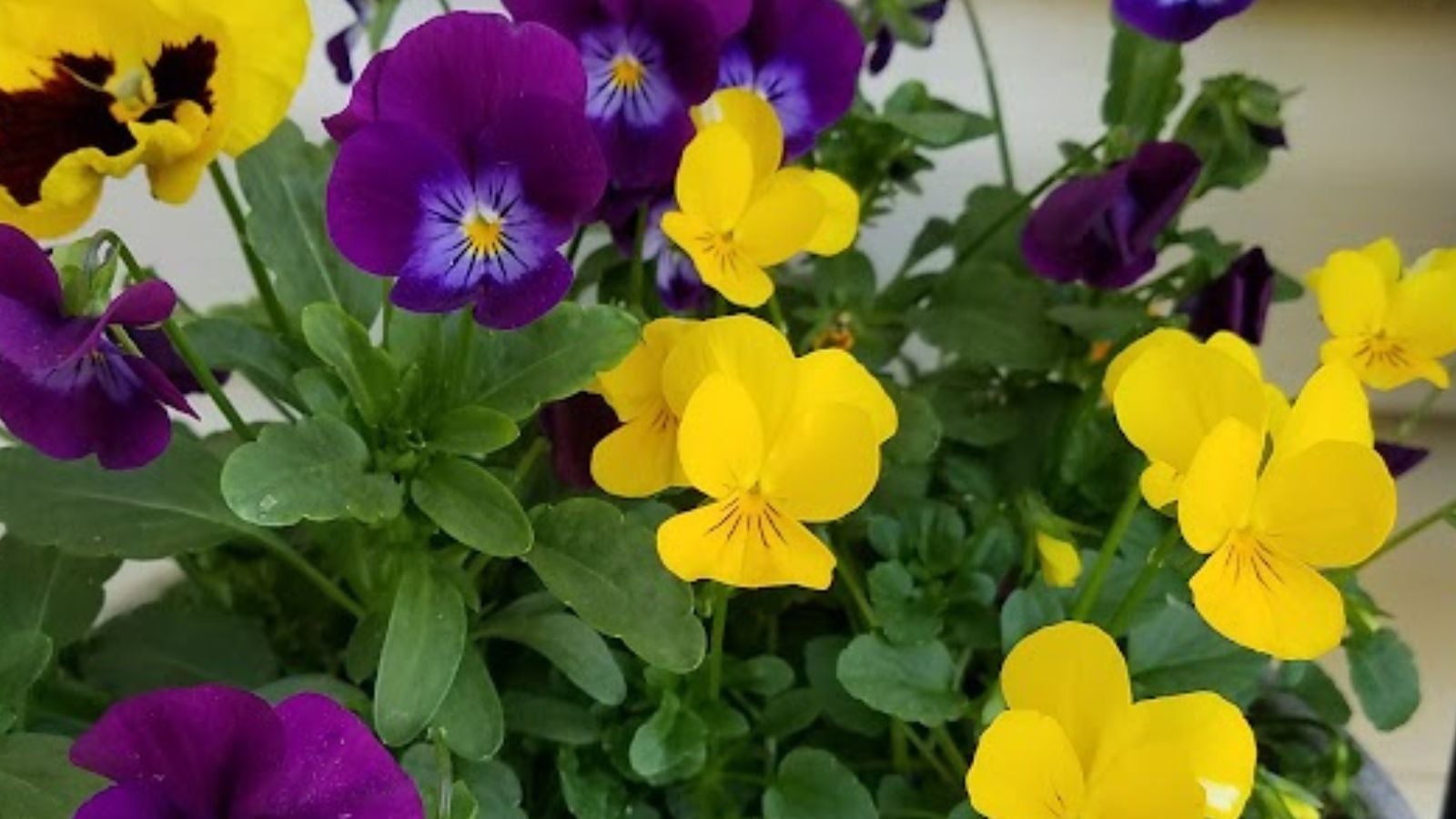 yellow pansies.