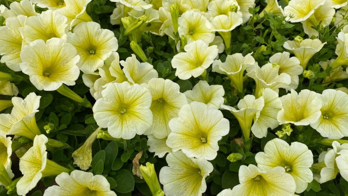 yellow petunia flowers.