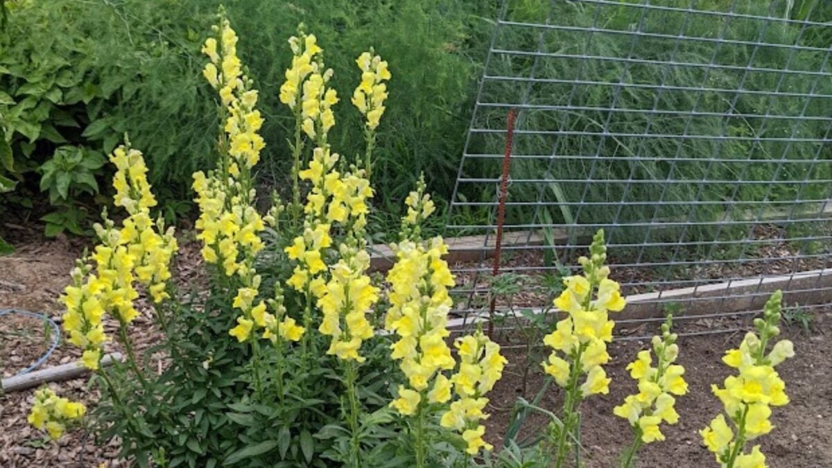yellow snapdragons. 