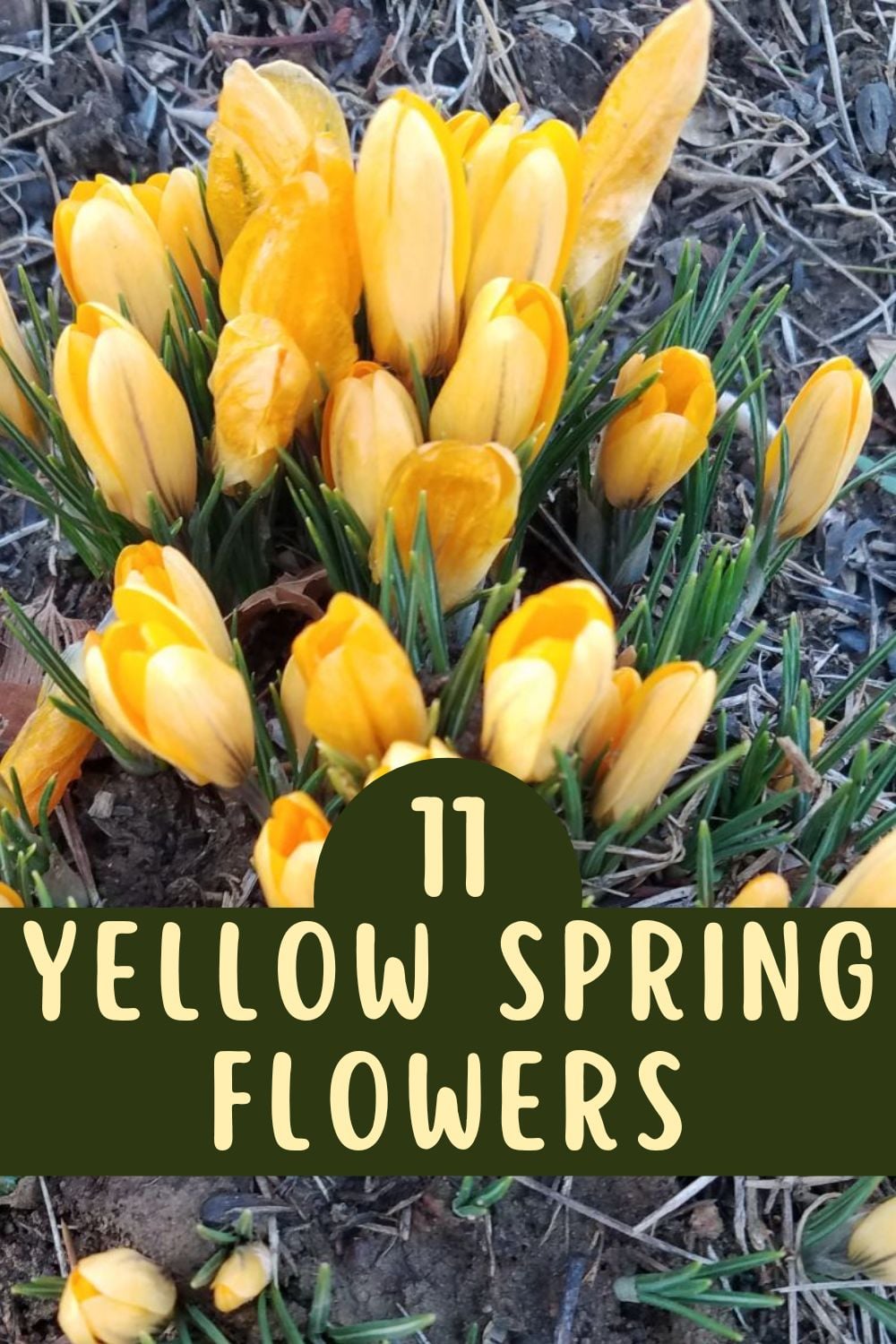 11 yellow spring flowers.