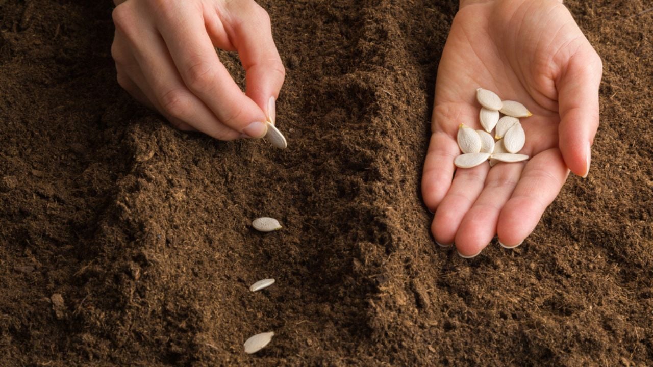 Young adult woman hand planting pumpkin seeds in fresh dark soil. Closeup. Preparation for garden season in early spring.
