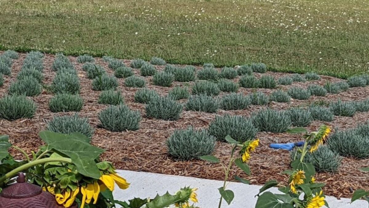 rows of young lavender plants.