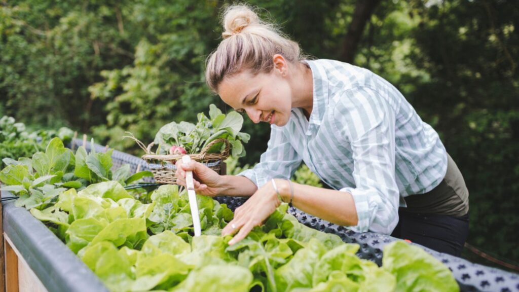 Young woman harvesting radish from raised bed in garden