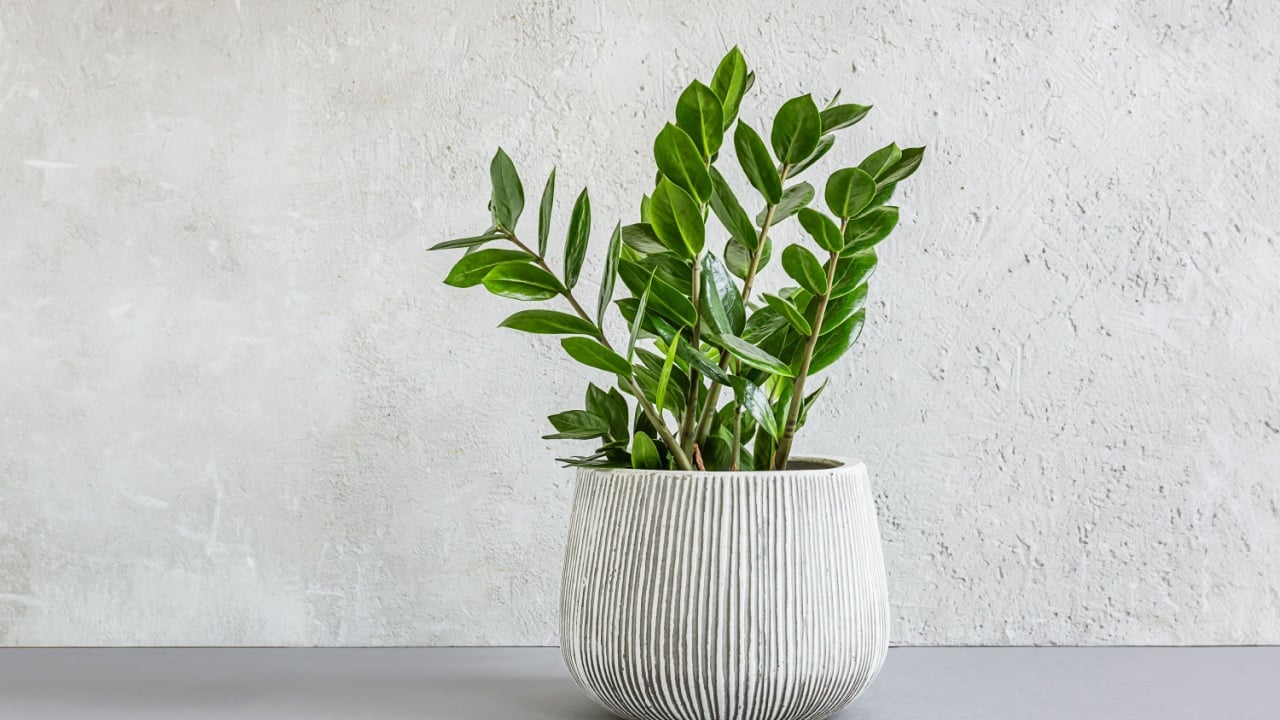Zamioculcas, or zamiifolia zz plant in a gray ceramic pot on a light background, home gardening and minimal home decor concept