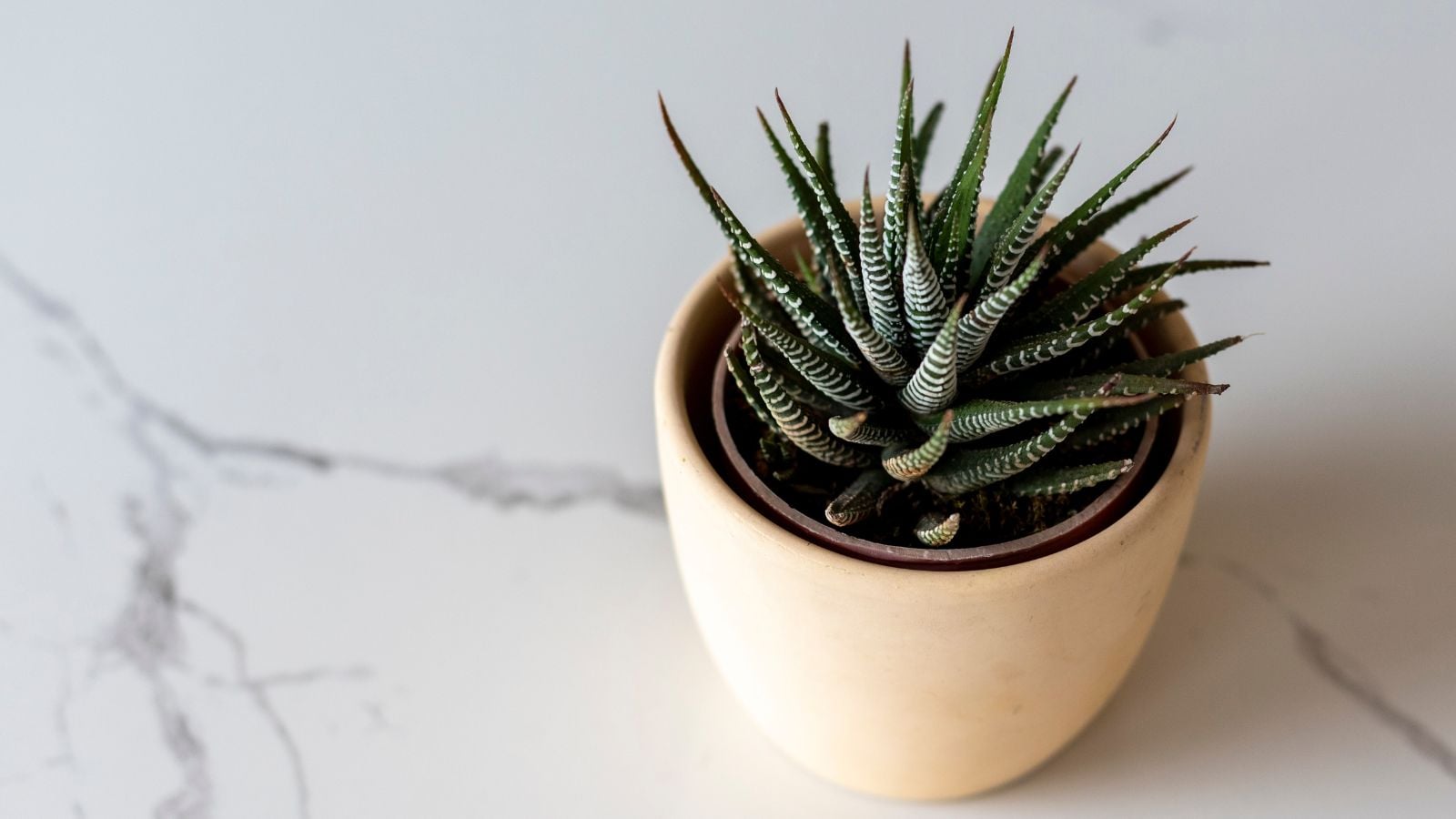 Zebra plant in a ceramic pot.