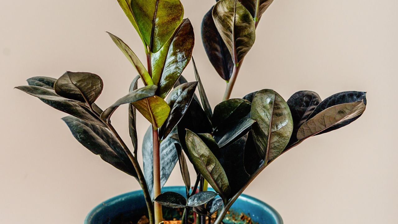 ZZ Raven (Zamioculcas zamiifolia &lsquo;Raven&rsquo;)