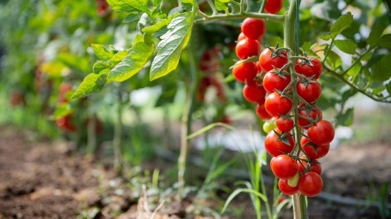 tomatoes on the vine