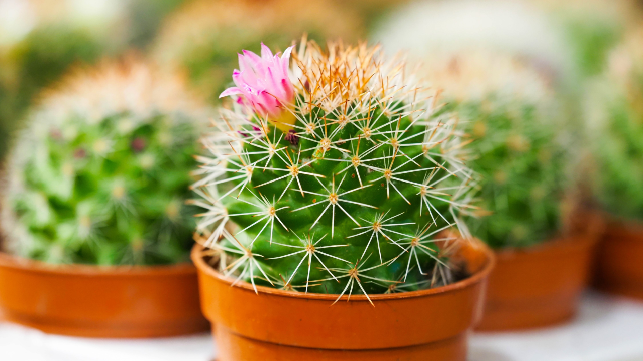 Golden barrel cactus or Echinocactus grusonii. Close-up shoot of the cactuses in pots, pink blooming cactus