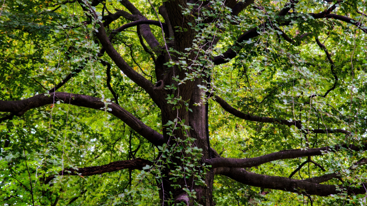 black walnut tree