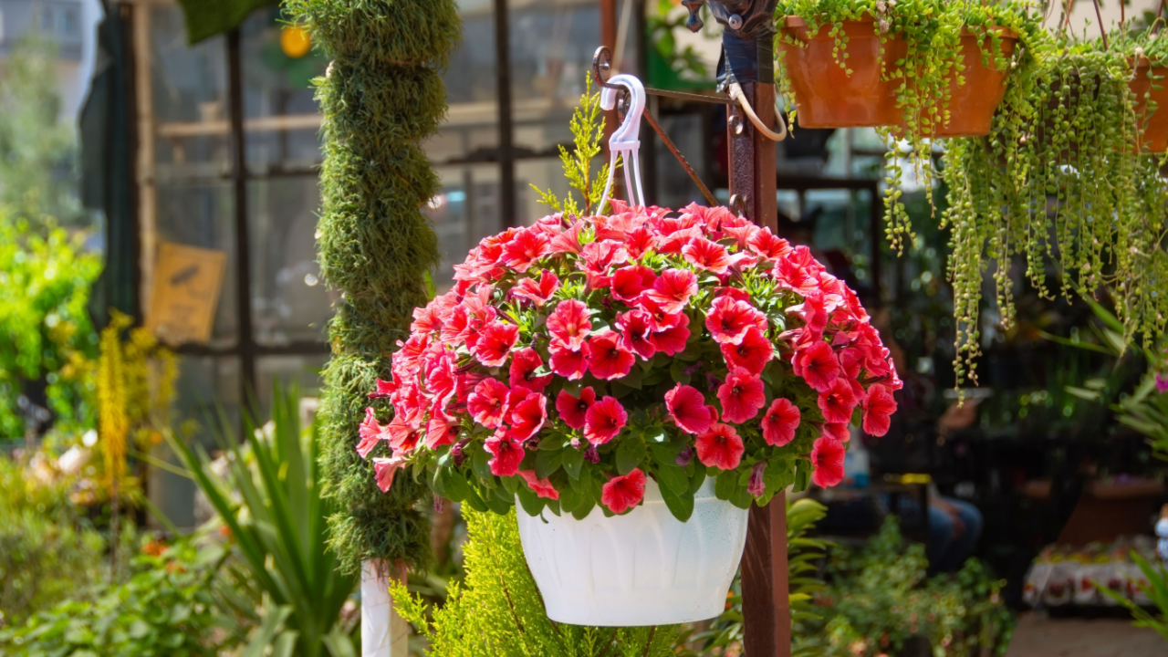 Pink petunia in a hanging planter at a garden store