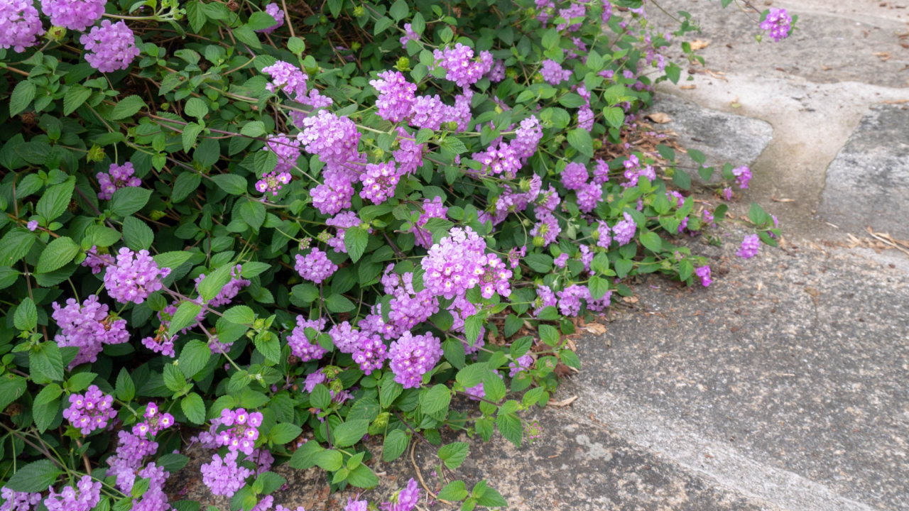 Purple trailing lantana ornamental shrub. Lantana montevidensis plant in the verbena family.