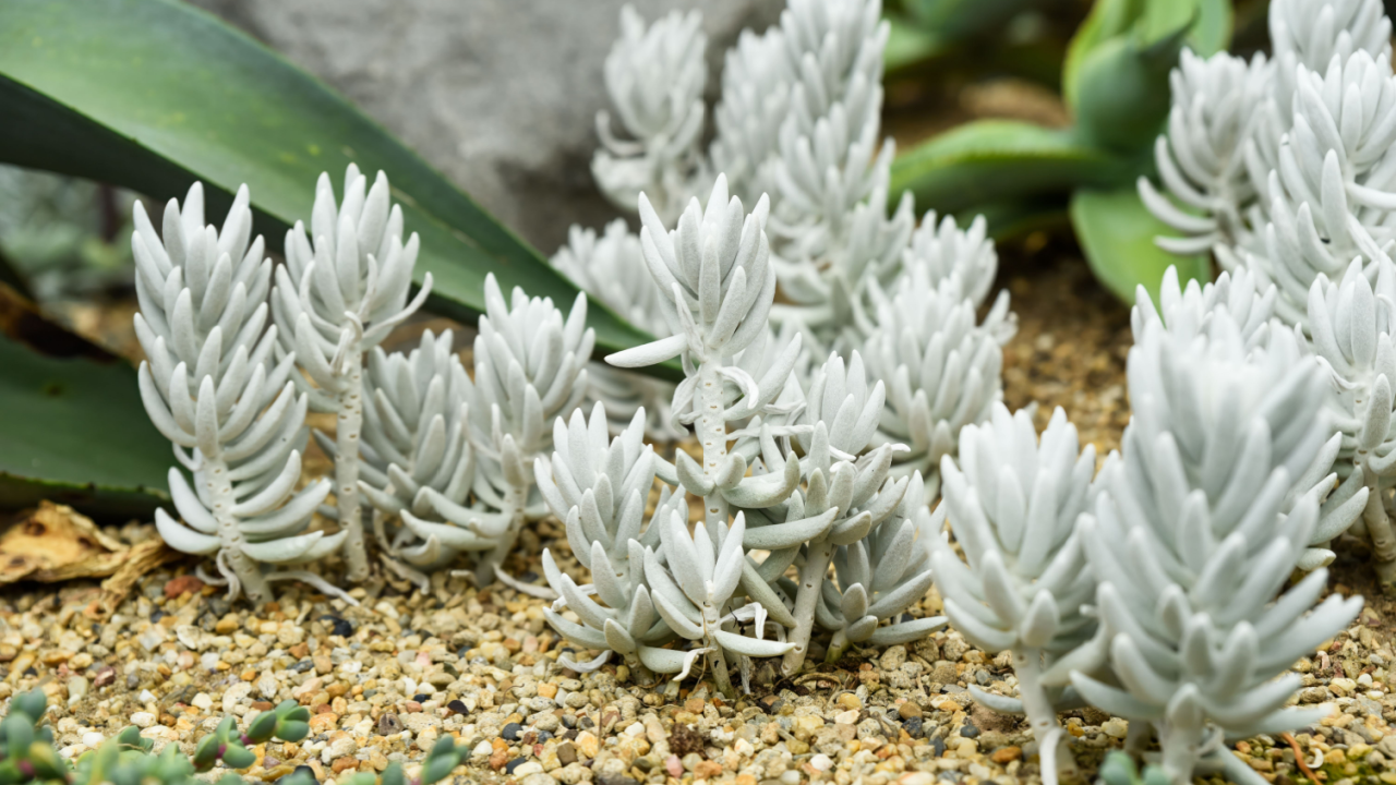 Close-up of white succulent plants Senecio haworthii growing in sandy soil, showing their velvety texture and unique form in a desert garden setting.