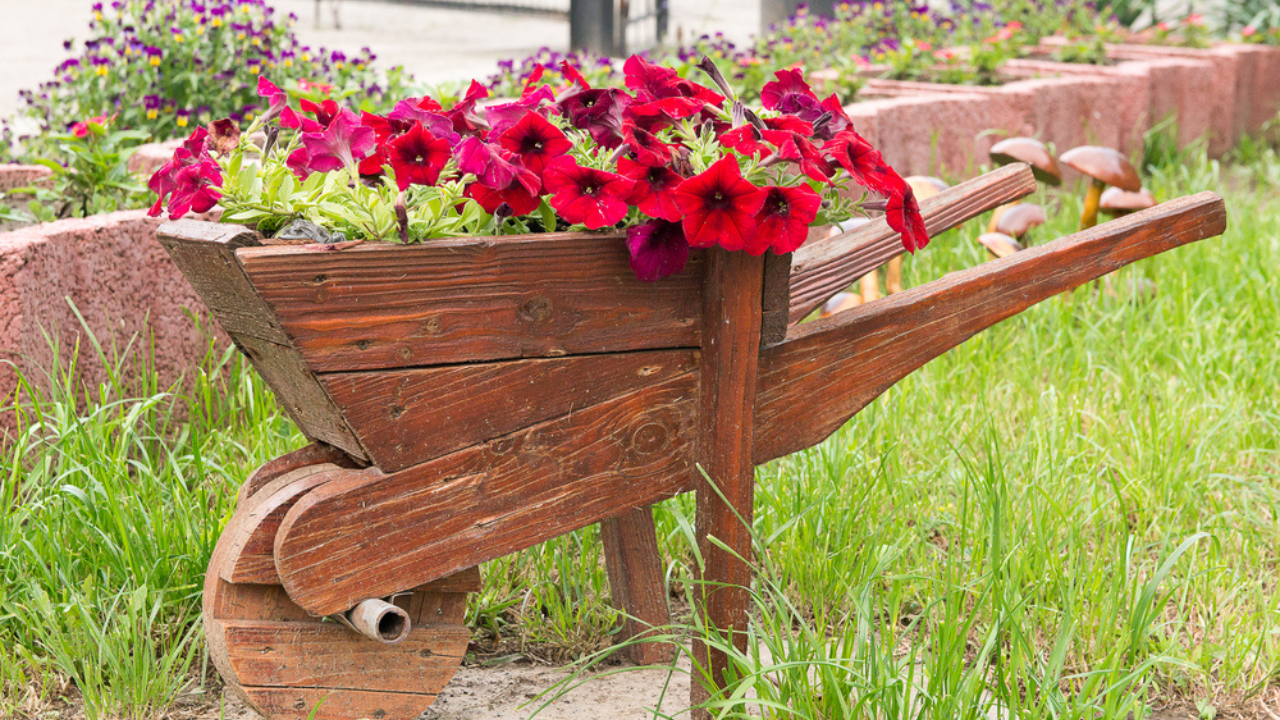 wheelbarrow flowers